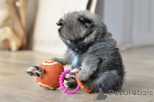 Photo №1. pomeranian - for sale in the city of Alekšince | negotiated | Announcement № 167119