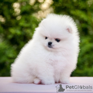 Photo №2 to announcement № 133897 for the sale of pomeranian - buy in Netherlands private announcement