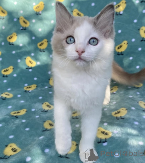 Photo №1. ragdoll - for sale in the city of California Gully | 2900$ | Announcement № 176610