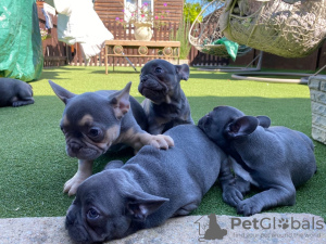 Photo №2 to announcement № 13674 for the sale of french bulldog - buy in United Kingdom private announcement