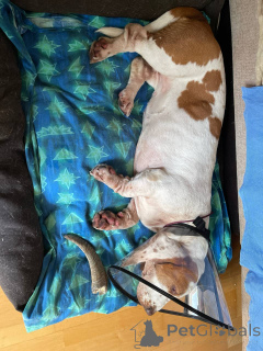 Photo №3. Female Basset Hound Available. Germany