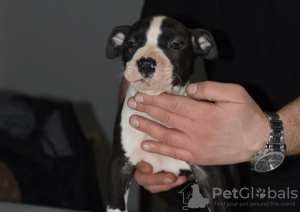 Additional photos: American Staffordshire Terrier