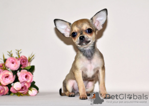 Photo №2 to announcement № 32607 for the sale of chihuahua - buy in Russian Federation from nursery, breeder