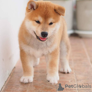 Photo №4. I will sell shiba inu in the city of Lublica.  - price - 1425$