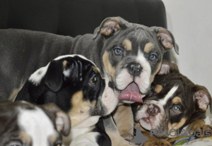 Photo №4. I will sell english bulldog in the city of Minsk. breeder - price - negotiated