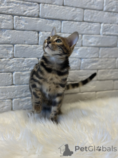 Photo №3. Gorgeous Bengal girl for breeding. Finland