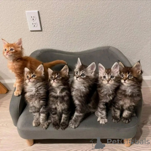 Photo №1. maine coon - for sale in the city of Hamburg | negotiated | Announcement № 163218