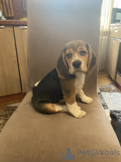 Photo №1. beagle - for sale in the city of Gomel | 358$ | Announcement № 51563