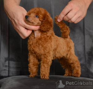 Photo №3. Red miniature poodle puppies. Serbia