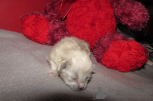 Photo №4. I will sell ragdoll in the city of Charleston. breeder - price - 600$