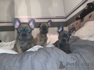 Photo №4. I will sell french bulldog in the city of Gelsenkirchen. private announcement, breeder - price - 407$