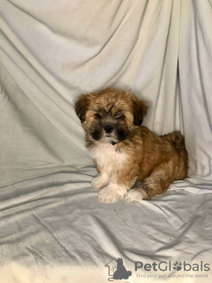 Photo №3. Lhasa Apso girls. Russian Federation