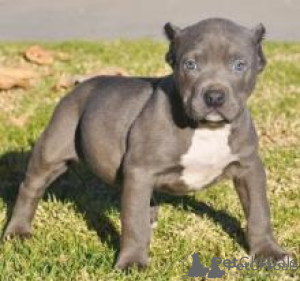 Photo №1. american pit bull terrier - for sale in the city of Tbilisi | negotiated | Announcement № 174917