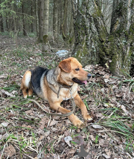 Photo №4. I will sell non-pedigree dogs in the city of Москва.  - price - Is free