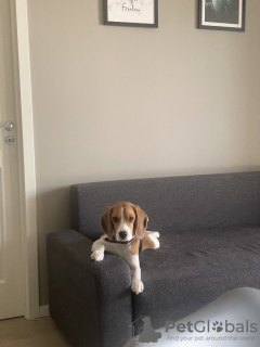 Photo №1. Mating service - breed: beagle. Price - Is free