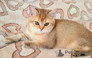 Photo №3. British golden kittens. Russian Federation
