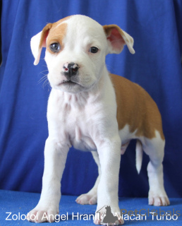 Photo №2 to announcement № 24222 for the sale of american staffordshire terrier - buy in Russian Federation breeder