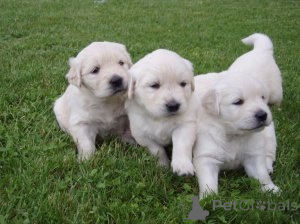 Photo №1. golden retriever - for sale in the city of Kuantan | 500$ | Announcement № 145650
