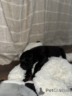 Photo №1. cane corso - for sale in the city of Požarevac | 516$ | Announcement № 163562