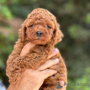 Photo №3. Poodle Puppies For Adoption contact whatsapp business 447450021323. Finland