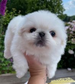 Photo №1. pekingese - for sale in the city of Lahti | negotiated | Announcement № 55318