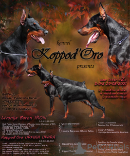 Photo №2 to announcement № 12156 for the sale of dobermann - buy in Russian Federation breeder