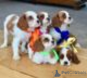 Photo №1. non-pedigree dogs - for sale in the city of Bamberg | Is free | Announcement № 117615