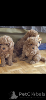 Photo №3. Charming poodle puppies. Switzerland