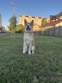 Additional photos: Akita Inu puppies