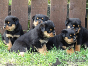 Photo №2 to announcement № 167517 for the sale of rottweiler - buy in Denmark private announcement, breeder