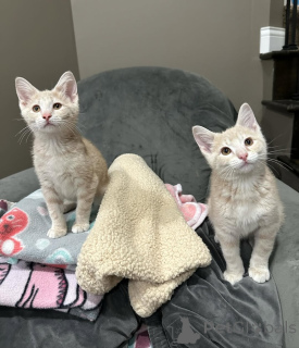 Photo №1. domestic cat - for sale in the city of Munich | 612$ | Announcement № 150630