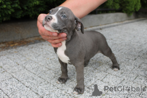 Additional photos: American Bully Pocket ABKC GrChampions