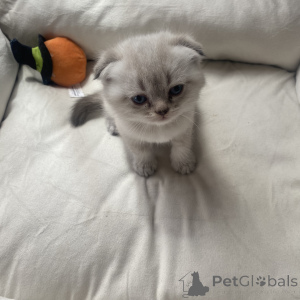 Photo №1. scottish fold - for sale in the city of Wiesbaden | 310$ | Announcement № 168494