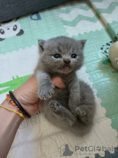 Photo №1. british shorthair - for sale in the city of Рейкеворсел | Is free | Announcement № 127987