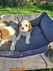 Photo №3. Perfect purebred Cavalier King Charles Spaniel puppies.. Sweden