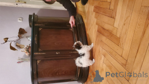 Photo №2 to announcement № 159711 for the sale of beaver yorkshire terrier - buy in Georgia private announcement