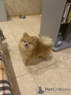 Additional photos: Pomeranian boy, 6 months old