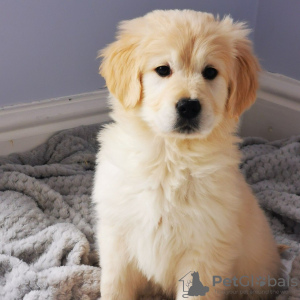 Photo №2 to announcement № 99655 for the sale of golden retriever - buy in Germany private announcement, from nursery