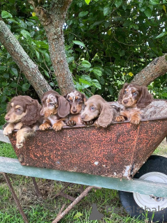 Photo №2 to announcement № 173396 for the sale of dachshund - buy in Denmark private announcement, breeder