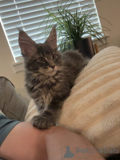 Photo №3. Beautiful Blue Tabby Maine Coon Kitten Soft Coat & Sweet Personality. Czech Republic