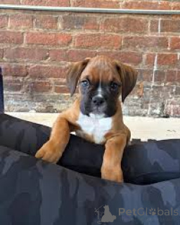 Photo №2 to announcement № 165606 for the sale of boxer - buy in Netherlands private announcement, breeder