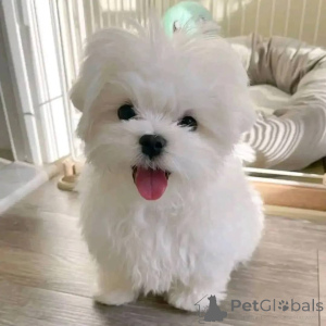 Photo №1. maltese dog - for sale in the city of Krems An Der Donau | negotiated | Announcement № 171696