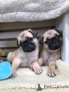 Photo №1. pug - for sale in the city of Graz | negotiated | Announcement № 164993