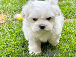 Photo №1. maltese dog - for sale in the city of Трабзон | 665$ | Announcement № 10257