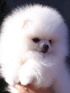 Photo №2 to announcement № 364 for the sale of pomeranian - buy in Poland 