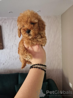 Additional photos: Miniature poodle