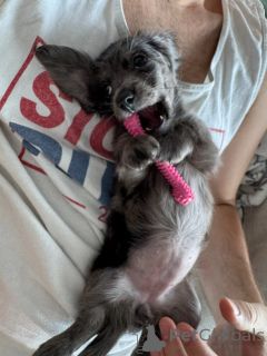 Photo №4. I will sell dachshund in the city of Berlin. breeder - price - negotiated