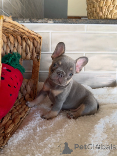Photo №3. Frenchie Fever! Our Puppies Are Ready to Melt Hearts . Switzerland