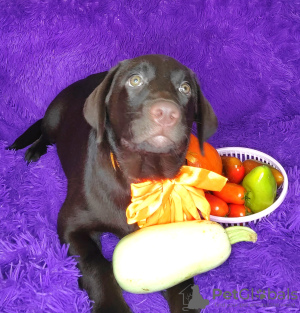 Photo №4. I will sell labrador retriever in the city of Berlin. from nursery - price - 2165$