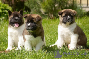 Photo №2 to announcement № 38256 for the sale of akita - buy in Austria private announcement